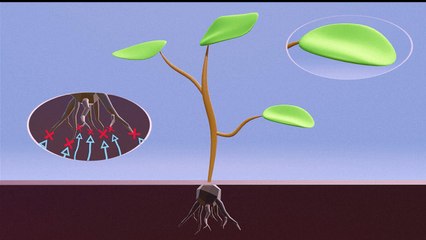 ¿Qué es el glifosato y cómo afecta a tu entorno? 🌱