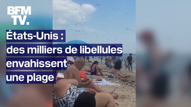 États-Unis: un gigantesque essaim de libellules surprend des vacanciers sur une plage du Rhode Island