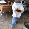 Watch: 18-year-old Emirati with own honey business played with bees in his childhood