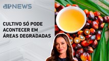 Óleo de palma é o mais consumido do mundo; Patrícia Costa explica