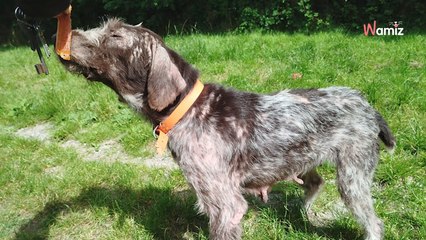 Trouvée dans la rue avec la peau à vif, cette chienne rêve maintenant d'un avenir meilleur