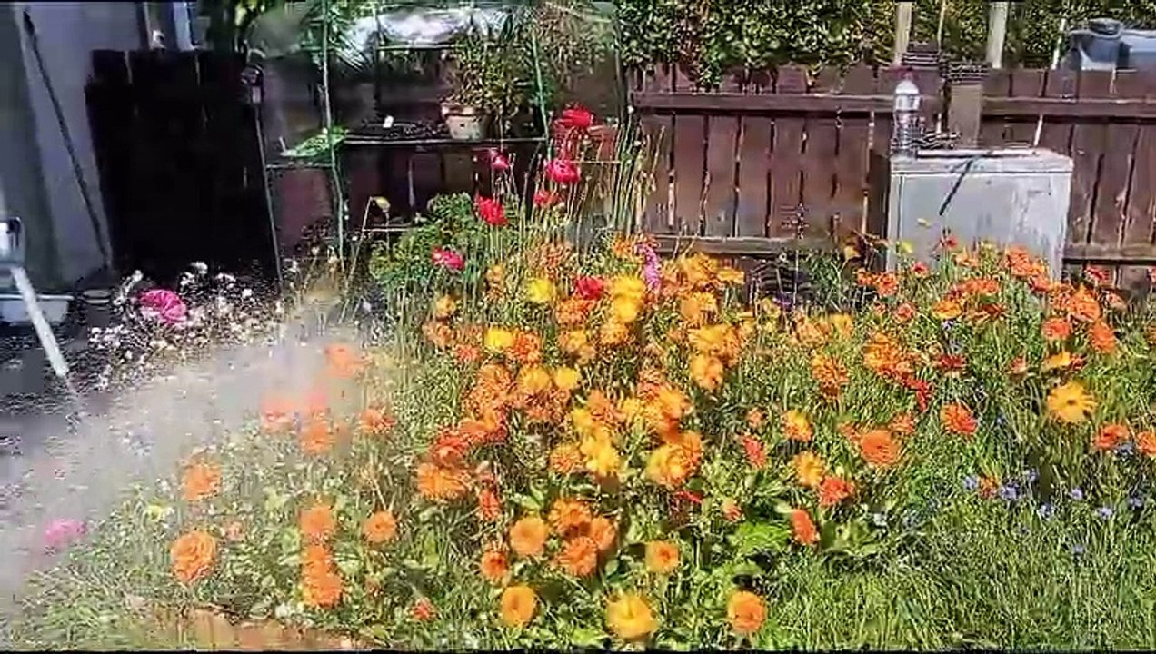 A magic rainbow with a garden hose - Gardening with Brendan