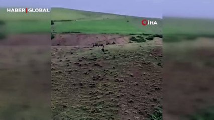 Domuz sürüsü yerleşim yerine kadar indi