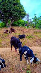 cattles