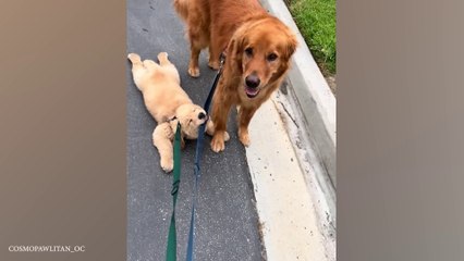 These Funniest Golden Retrievers will have you in Stitches!  Funny dog videos 2024