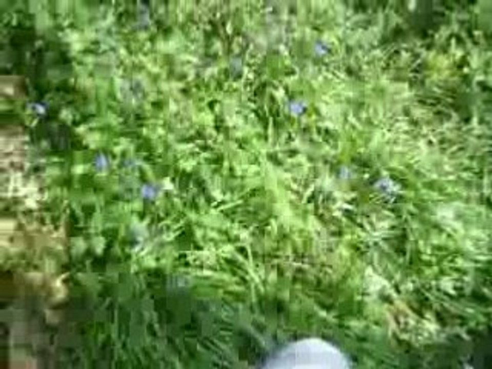 COLLINE 114 2