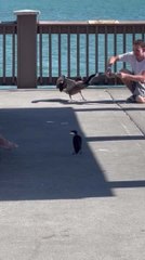 Man Rescues Pelican by Removing Fishing Hook from its Beak