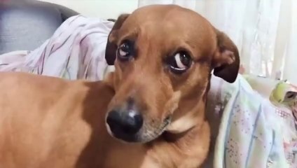 The Best FUNNY ANIMALS VIDEOS of All Time  Ultra Funny CATS and DOGS videos