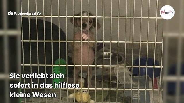 Armes, nacktes Hundebaby verwandelt sich nach Monmaten in ein wunderschönes Tier