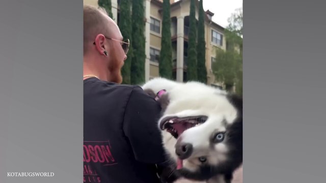 Huskies are the Queens of All Drama! Funny Animals Videos 2024