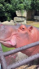 hippo eats melon