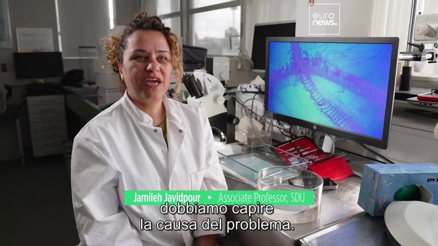Mari invasi dalle meduse: sono una minaccia o una risorsa?