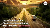 Autofahrer findet Katze am Straßenrand: Tierarzt liest Mikrochip aus und kann es nicht glauben!