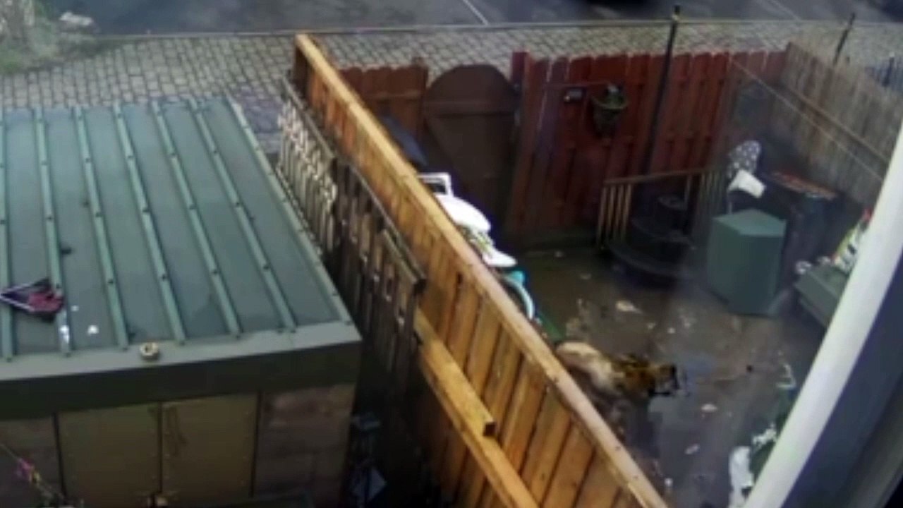 12-year ban for Bradford couple who kicked, struck and hit their pet dogs with a broom