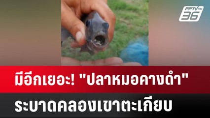 มีอีกเยอะ! "ปลาหมอคางดำ"ระบาดคลองเขาตะเกียบ | เข้มข่าวค่ำ | 30 ก.ค. 67