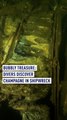 Shipwreck find gives Polish divers something to celebrate