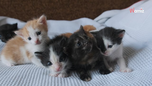 Belgique : pour la première fois, un test ADN sur des chatons abandonnés pour retrouver le propriétaire