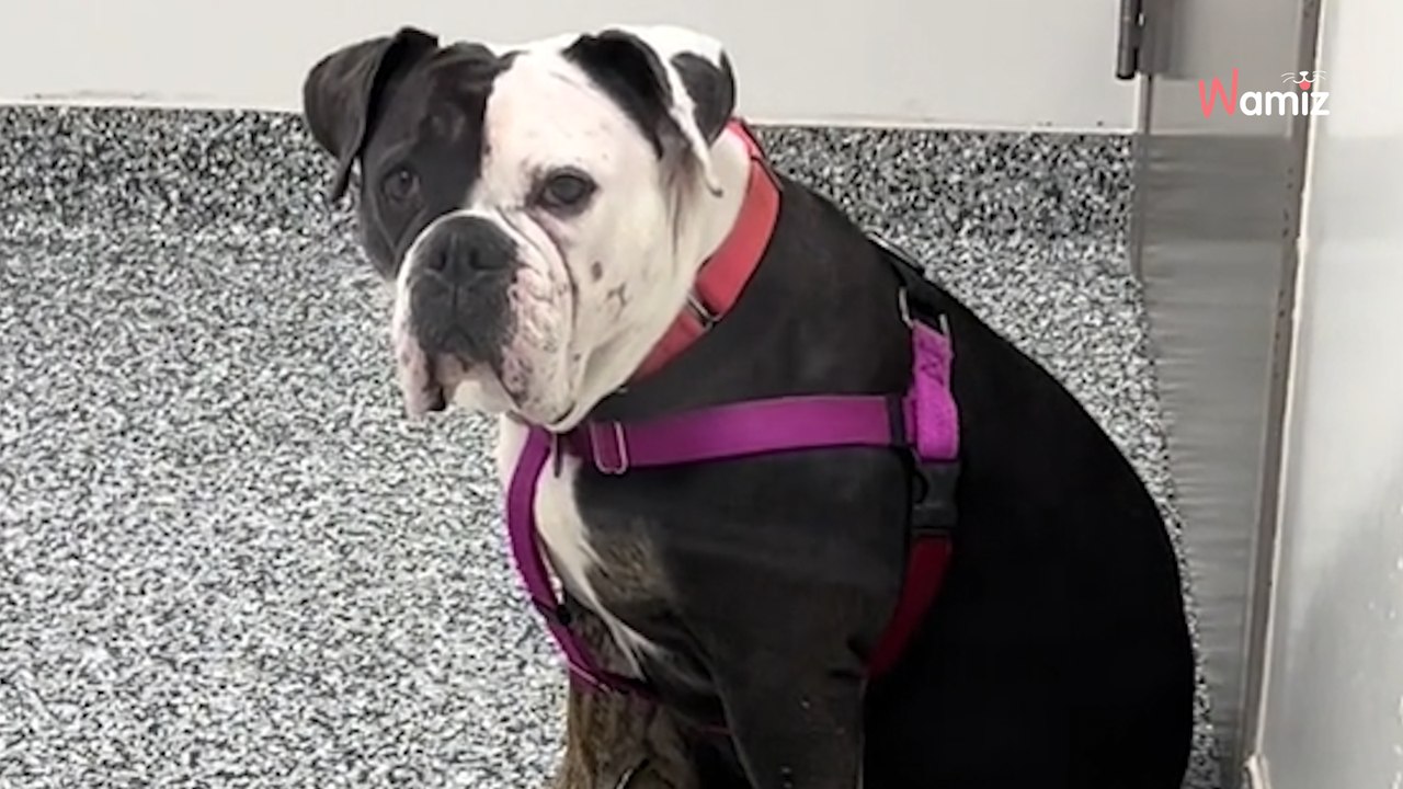 Un Bouledogue anglais attend une famille au refuge : son attitude brise le coeur des internautes