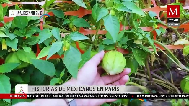 Mexicana en París cultiva chiles para salsa y conquista corazones