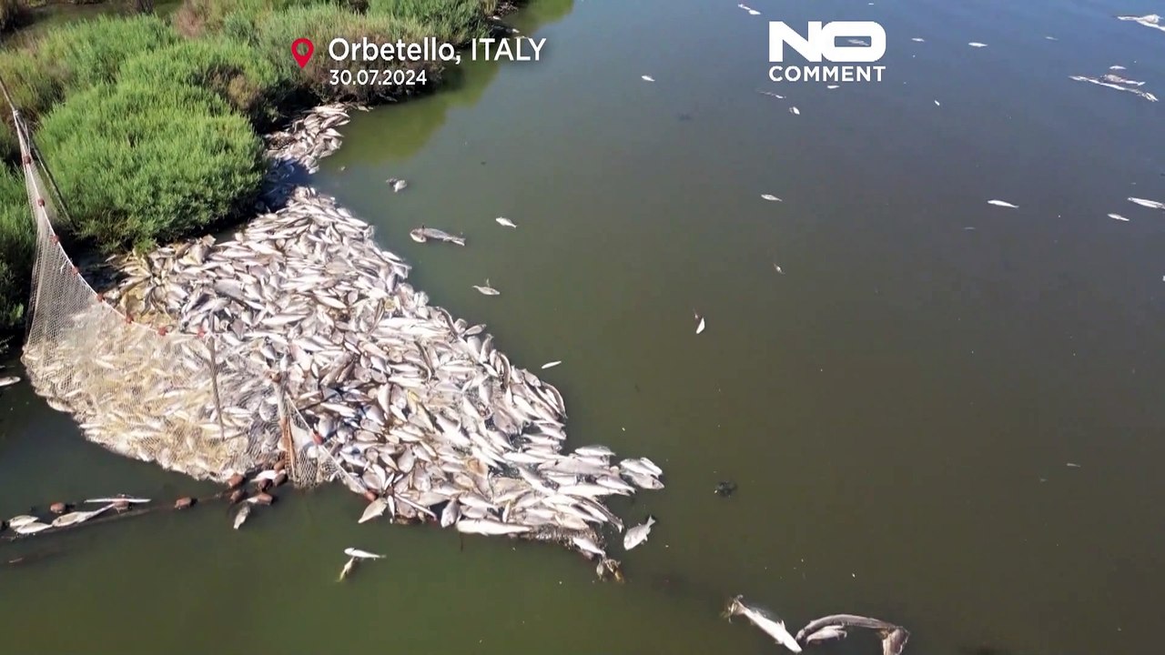 No comment : des poissons morts s'accumulent dans la lagune d'Orbetello