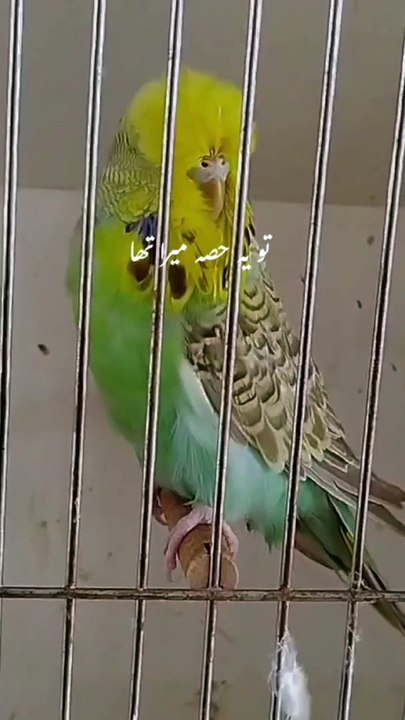 Birds 30.7.24