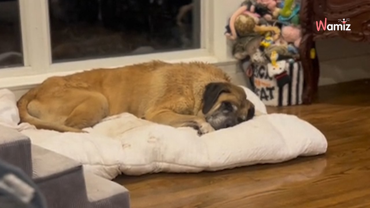 Ils retrouvent leur chien après 7 ans d'absence : la nouvelle que leur annonce le vétérinaire les foudroie (vidéo)