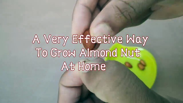 Almond Growing - An Effective Way To Grow Almond Plant At Home.
