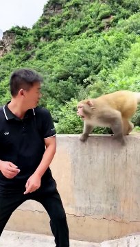 Funny Monkey Video #fypdongggggggg #foryoupageofficiall #fypシ゚viral #fypシ #tiktokhyderabad #foryoupage #tiktokindia #fypage #funnymoments #fyp #reels #reelsfb #reelsviral #reelsvideo #reels2023 #reelit #rehmanitx54