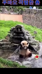 。 #panda #sad #cute #fubao #animals #cutepanda #zoo #funny 오