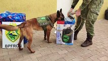 Cão Ollie do BPFron encontra 'maconha da boa' escondida em caixa de som