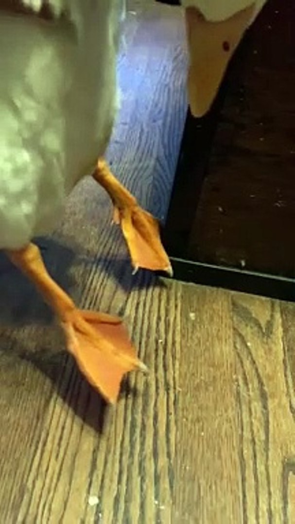 duck funny funny moments #rehmanitx54