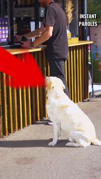 Ce chien reçoit le soutien précieux d’une femme puis réalise un geste précieux pour son maître