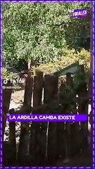 Ardilla se vuelve viral al ondear la bandera de Santa Cruz