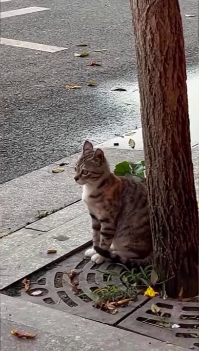 Funny cats (MP4)
