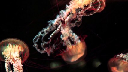The Immortal Jellyfish: Nature's Enigmatic Wonder