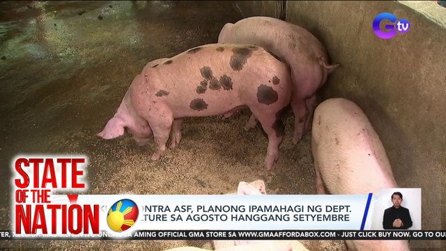 Bakuna kontra ASF, planong ipamahagi ng Dept. of Agriculture sa Agosto hanggang Setyembre | SONA