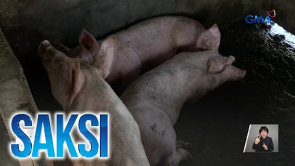 Bakuna kontra ASF, planong ipamahagi ng DA sa Aug-Sept. | Saksi