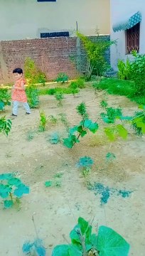 Baby Girl Picking and Smelling Flowers in the Home Garden cute baby video/ just looking like a wayoo
