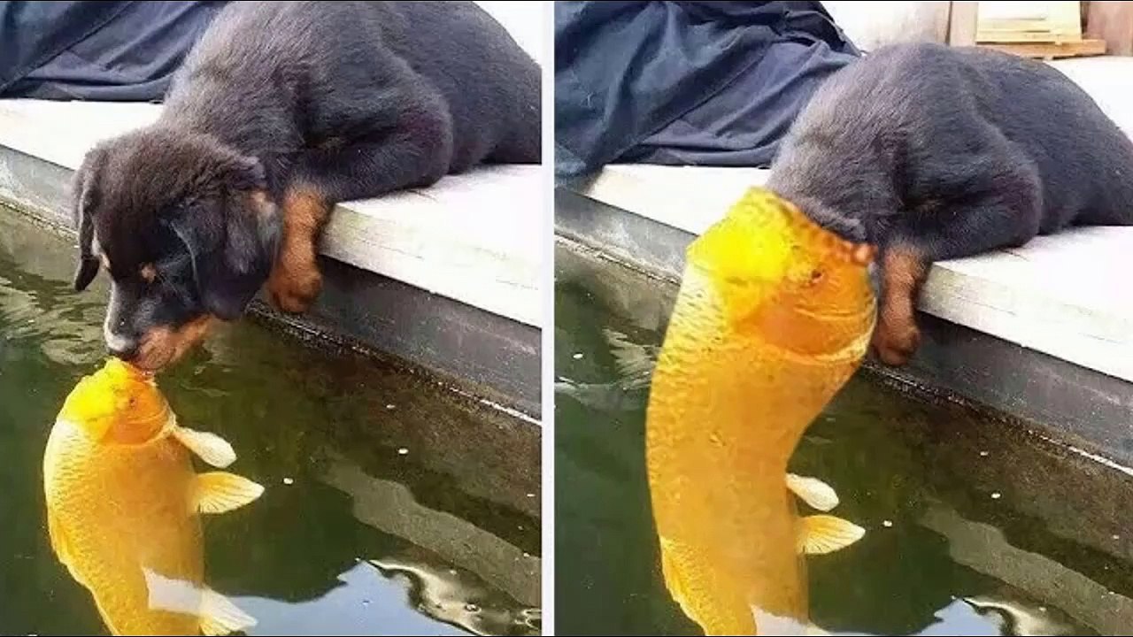 Laugh Out Loud With The Funniest, Most Humorous And Silly Moments P22