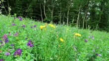 Grillenzirpen, Vögelgezwitscher, Naturgeräusche bei einer Wiese❤️