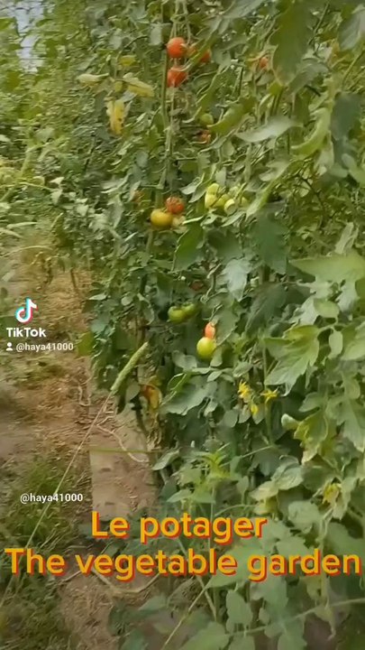 potager bio