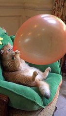 wait_it#foryou_#foryoupage_#funnyvideos_#cat_