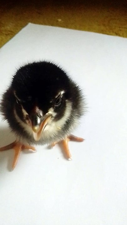 My chick 