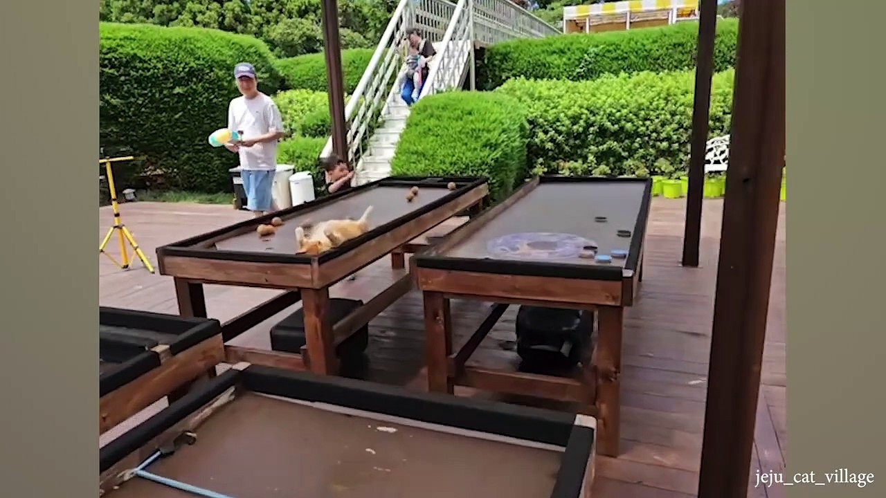 Hilarious CATS being Incredibly Silly to make you Laugh - New Funny Cat Videos