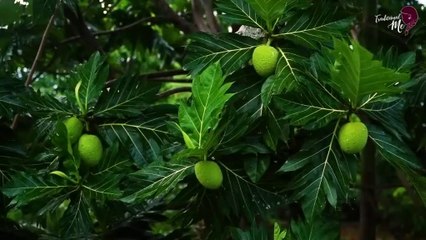 Creamy Breadfruit Curry & Brother s Breadfruit Peel-fry made a perfect combination _ Traditional Me