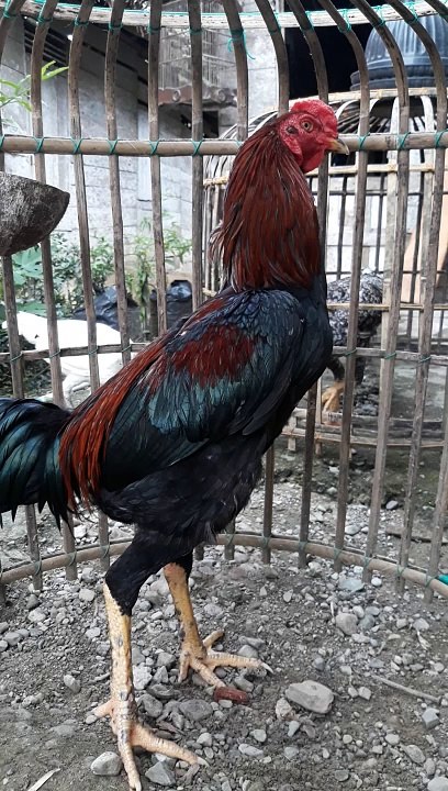 ayam