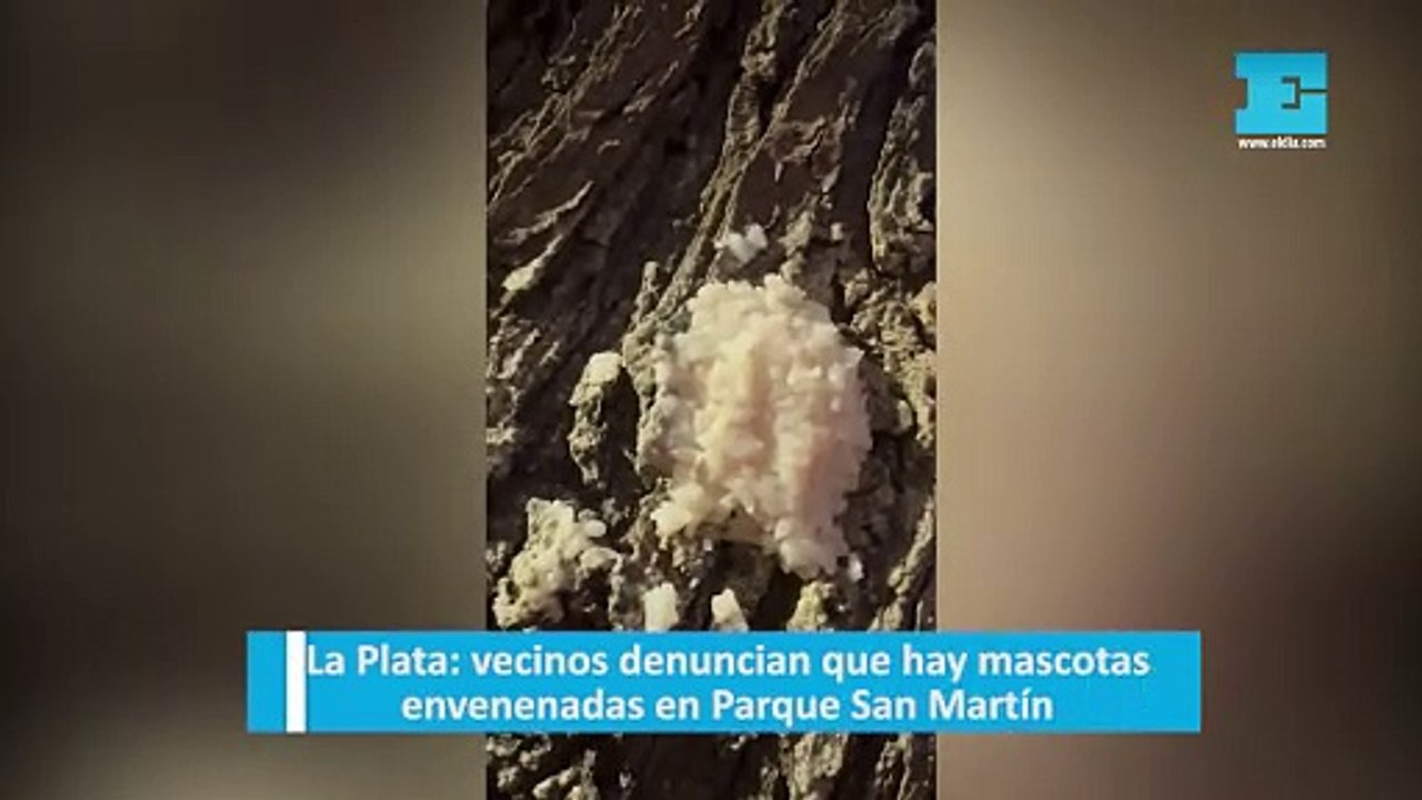 Vecinos denuncian que hay mascotas envenenadas en Parque San Martíecinos denuncian que hay mascotas envenenadas en Parque San Martín