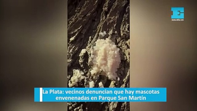 Vecinos denuncian que hay mascotas envenenadas en Parque San Martíecinos denuncian que hay mascotas envenenadas en Parque San Martín