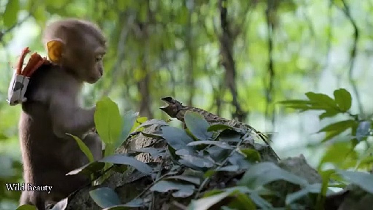 Full video_ 10 Days in the Wild - Shelter Cabin, Parasites, Poisonous Snakes, Fear at Midnight (1080p60, h264, youtube)