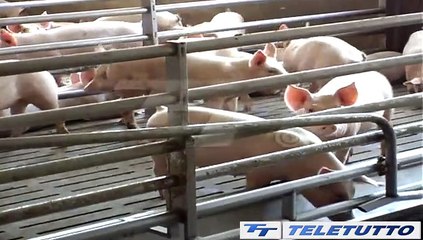 Video News - Peste suina, casi in Lombardia